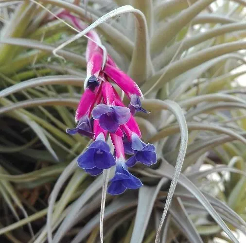Patio Canario Apartmán Arona (Tenerife)