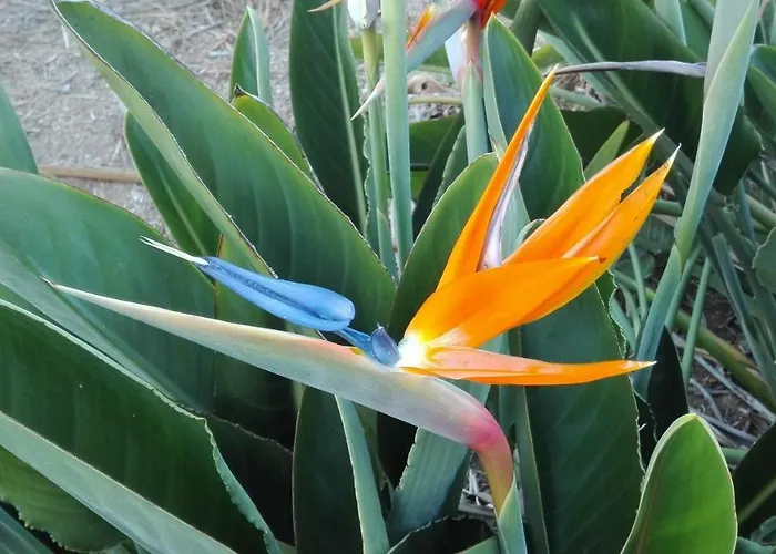 Apartmán Patio Canario *