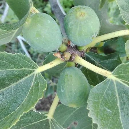 Patio Canario * 阿罗纳