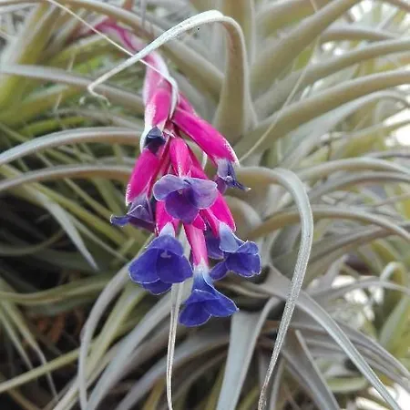 Patio Canario Appartement Arona (Tenerife)