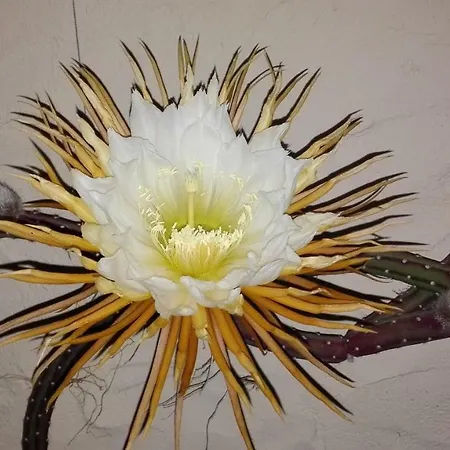 Patio Canario Appartement