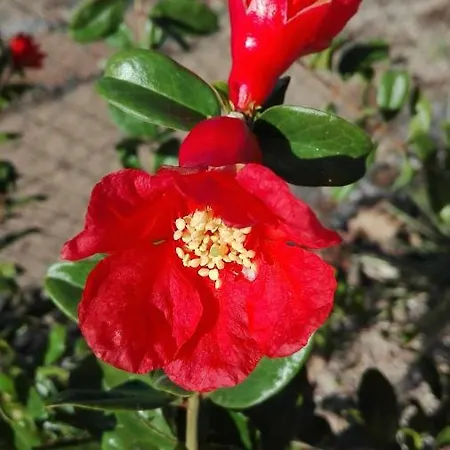 Patio Canario 公寓