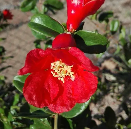 Patio Canario Lejlighed