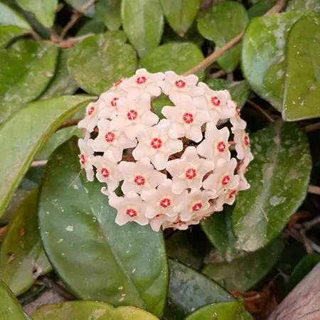 Patio Canario ארונה