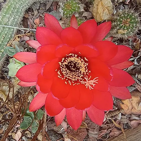 Patio Canario דירה