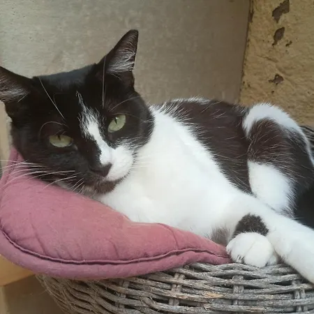 Patio Canario דירה ארונה