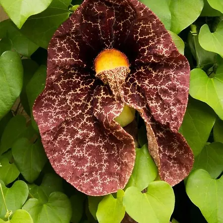 Apartment Patio Canario Arona (Tenerife)
