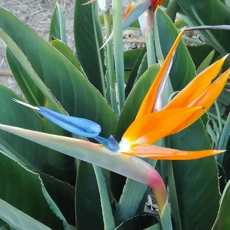 Apartment Patio Canario *