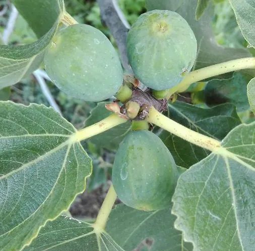 Patio Canario * Arona (Tenerife)