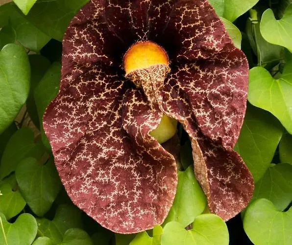 Appartamento Patio Canario Arona (Tenerife)