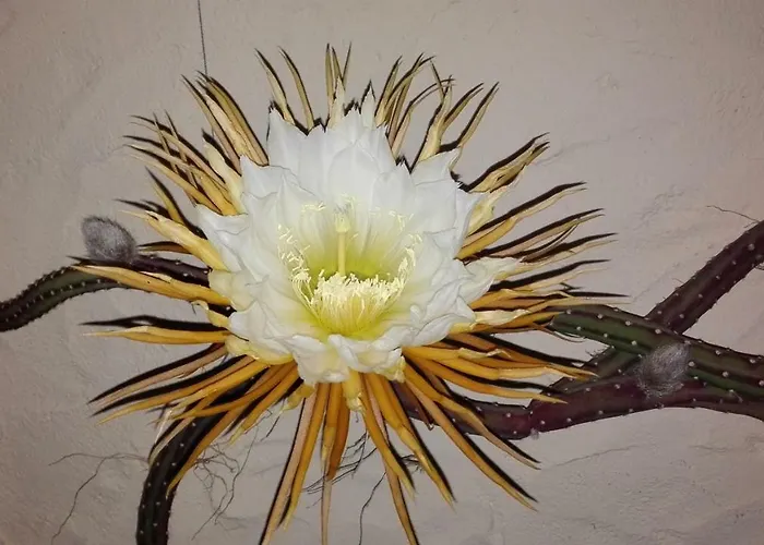 Patio Canario Appartamento